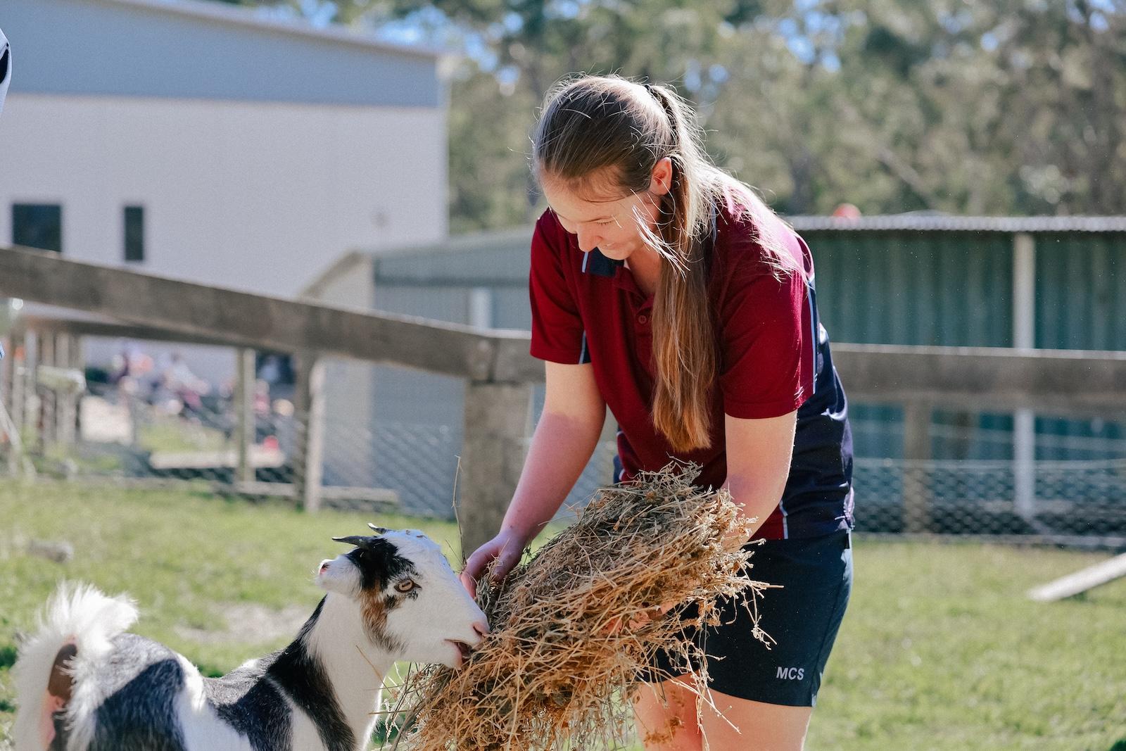 Secondary student feeding a goat during agriculture class at Medowie Christian School.